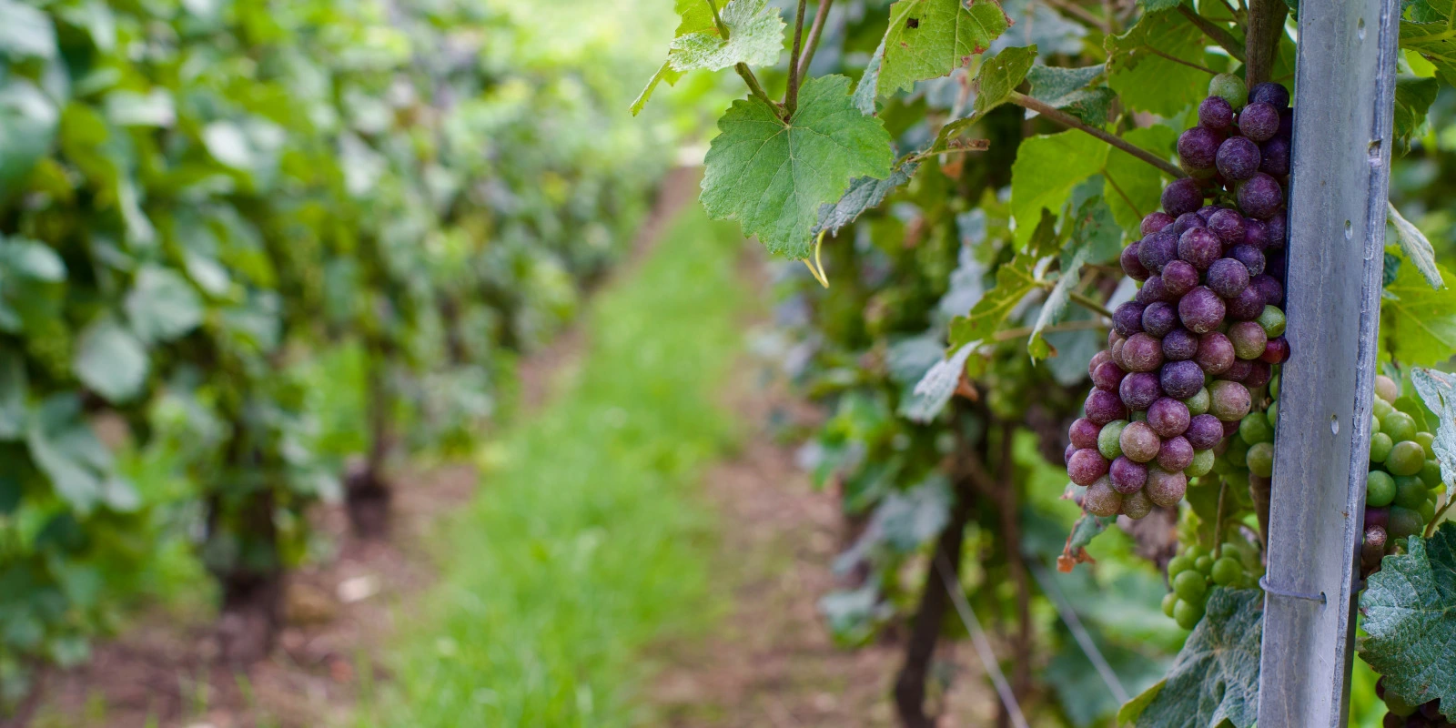 Biotechnologie : Applications des Sciences de la Vie dans l'Industrie