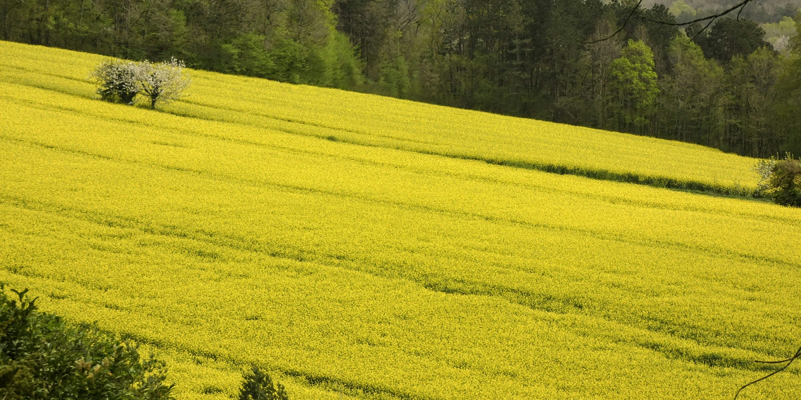 Les Débouchés après une Licence Sciences de la Vie à Nantes