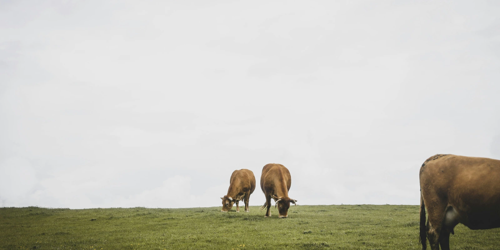 Que Faire après une Licence Sciences de la Vie à Brest